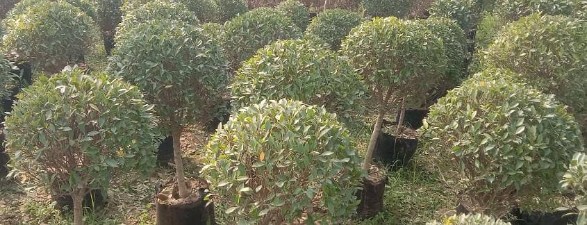 plants 4