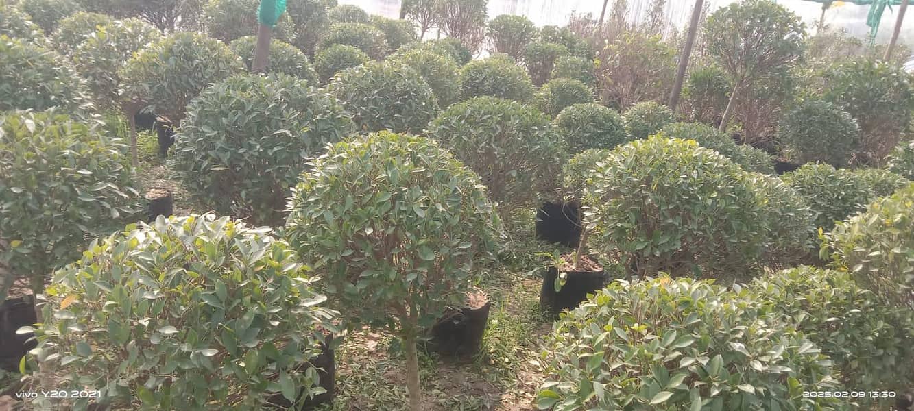 plants 5