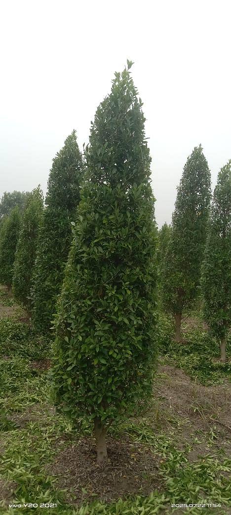 plants 6