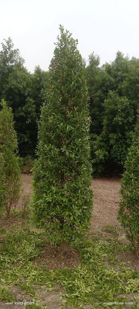 plants 7