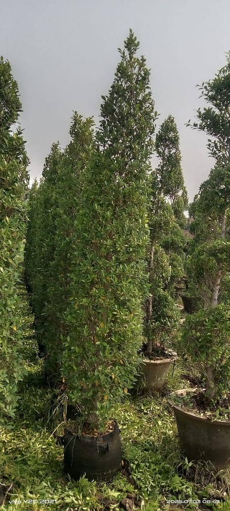 plants 8