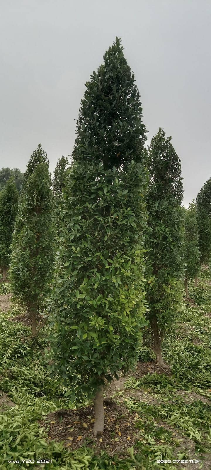 plants 9