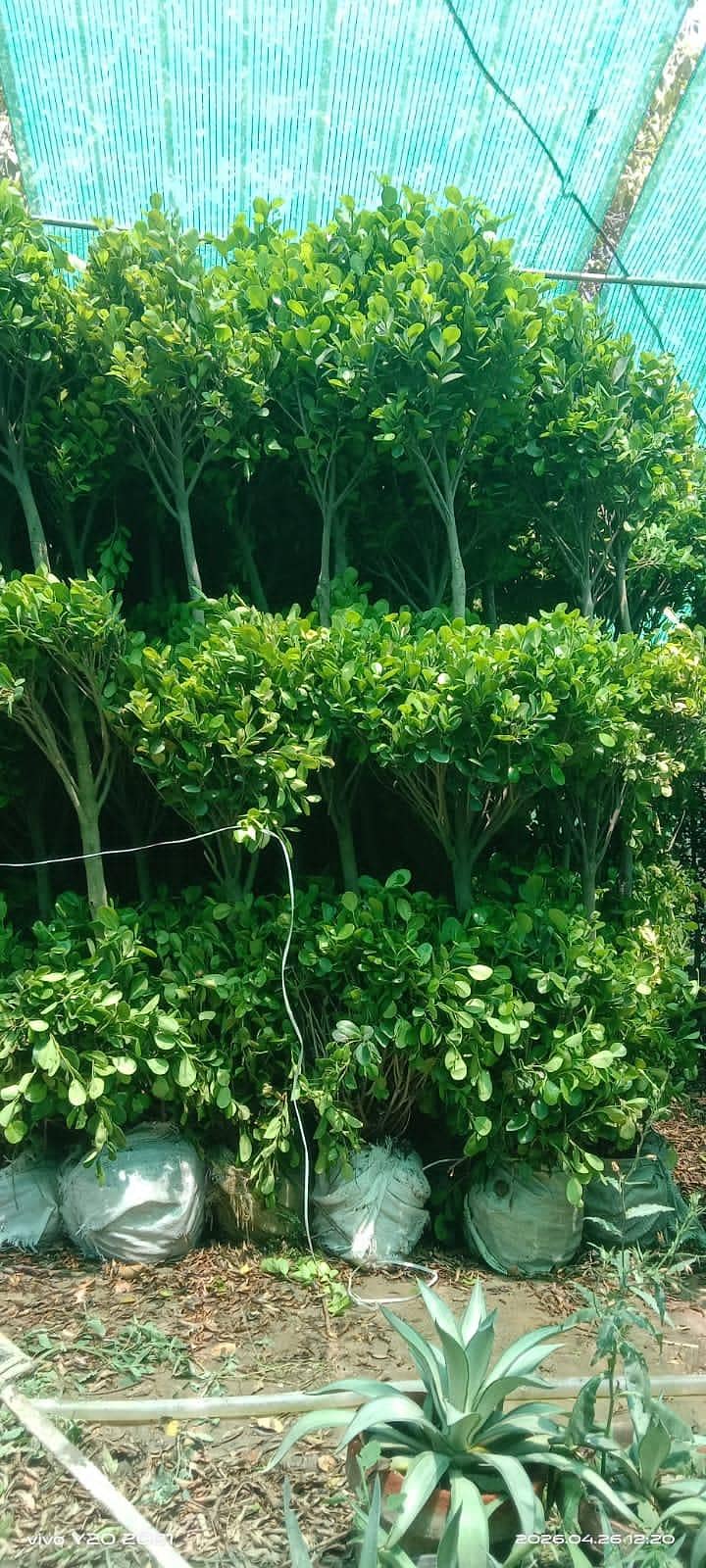 plants 11
