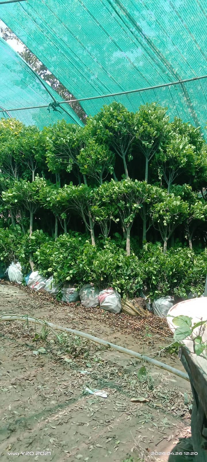 plants 12