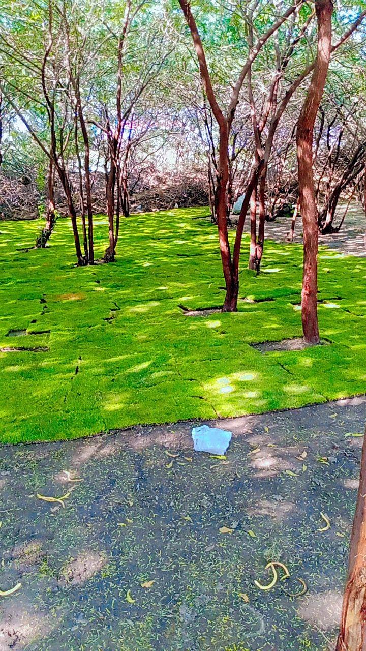 plants 14