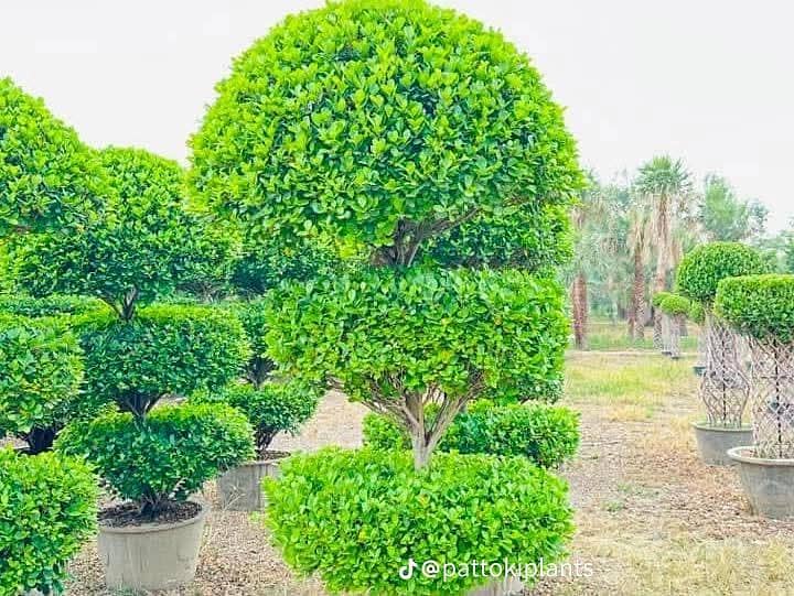 plants 17