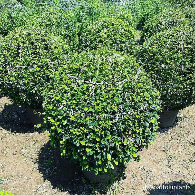 plants 18