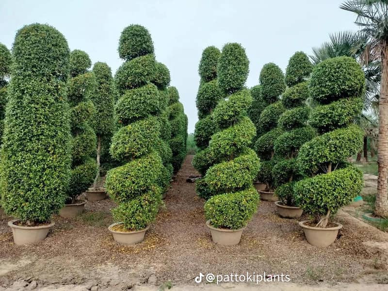 plants 19