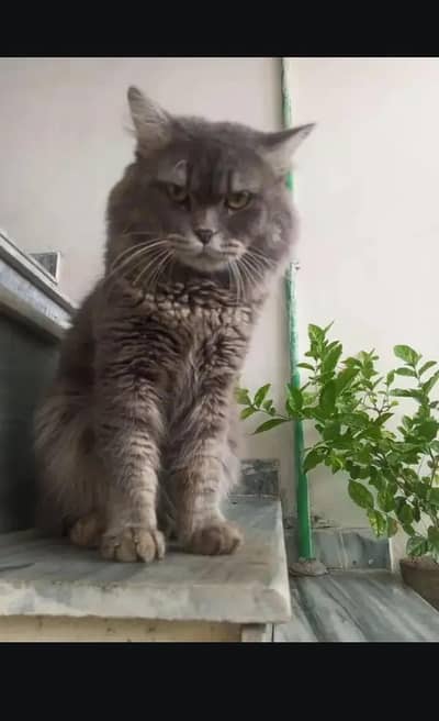 CATS FOR ADOPTION