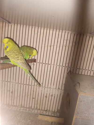 Cocktai ka 1l pair or Australian ka 1 pair or 1 single ha