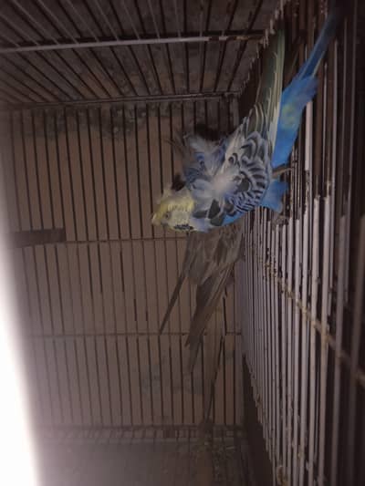 Cocktai ka 1l pair or Australian ka 1 pair or 1 single ha