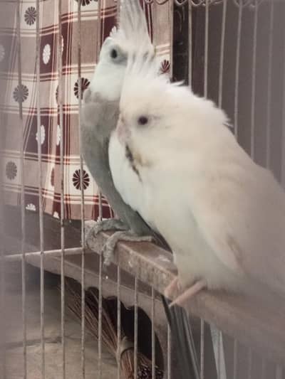 Pair Cocktail For Sale ( White Female and Grey Male)
