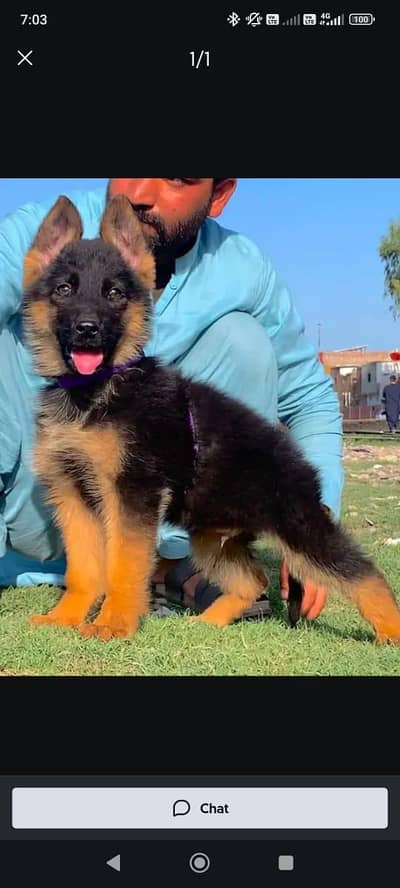 German Shepherd male puppy for sale 03262107955 my WhatsApp number