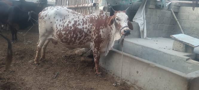 Shah Cattle