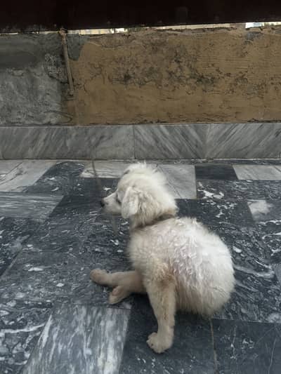RUSSIAN PUPPY