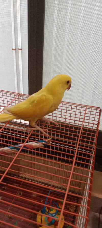 yellow ring neck