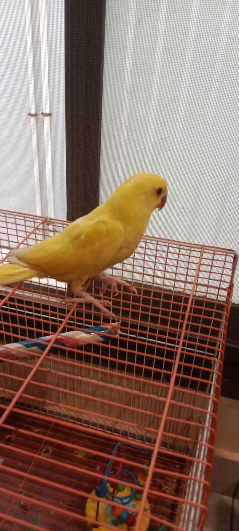 yellow ring neck 0