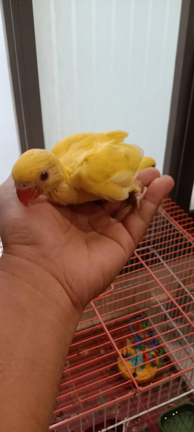 yellow ring neck 1