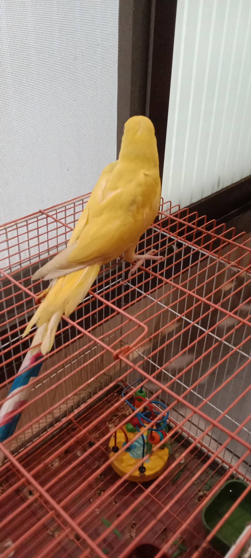 yellow ring neck 2