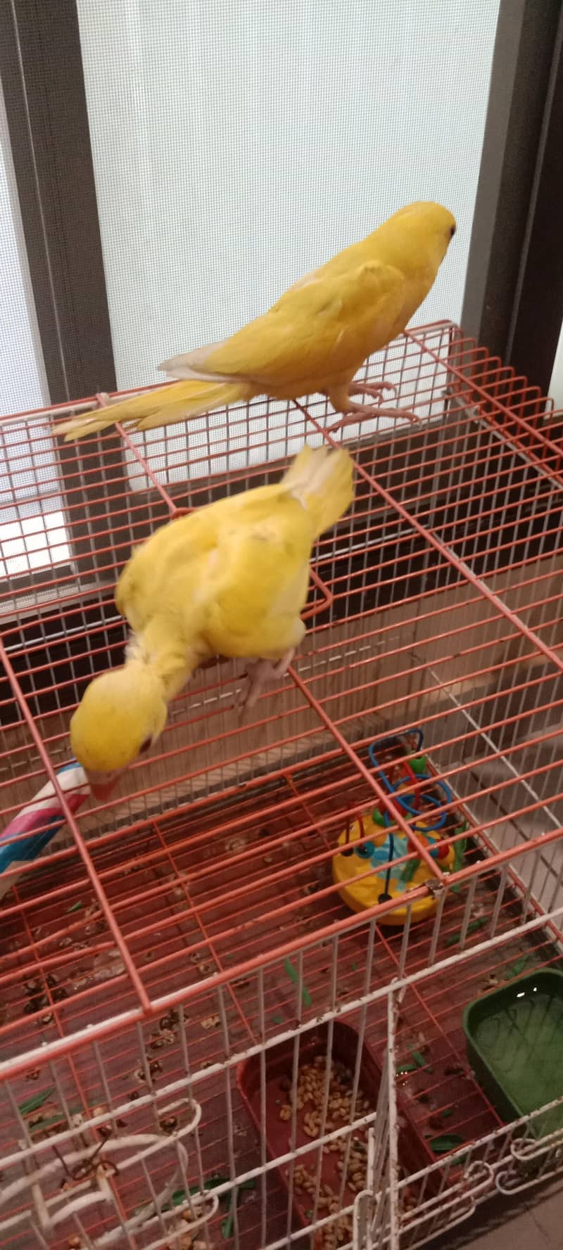 yellow ring neck 3
