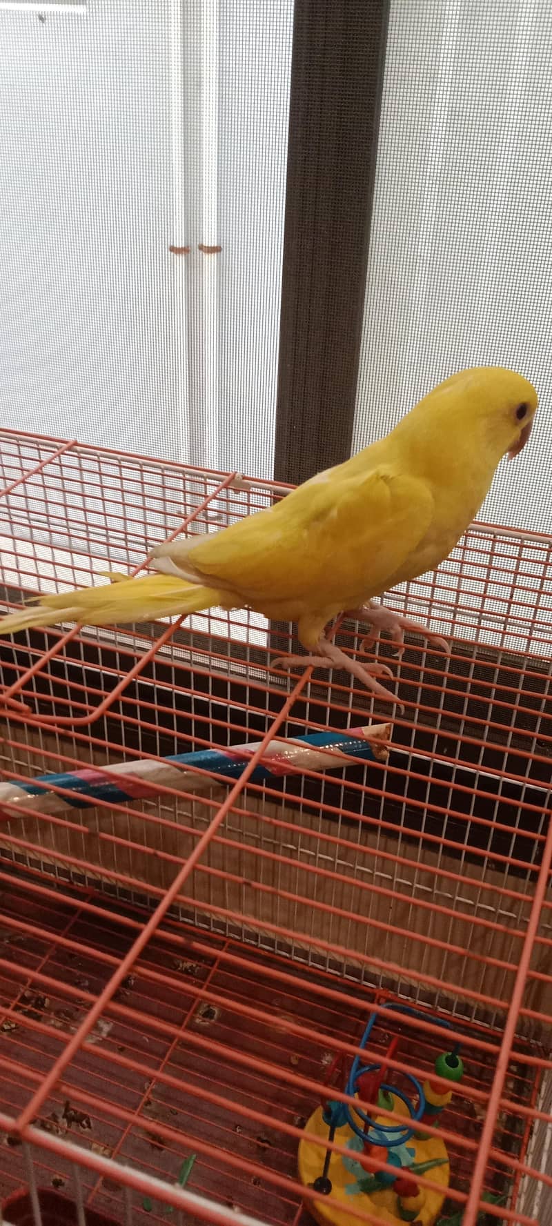 yellow ring neck 4