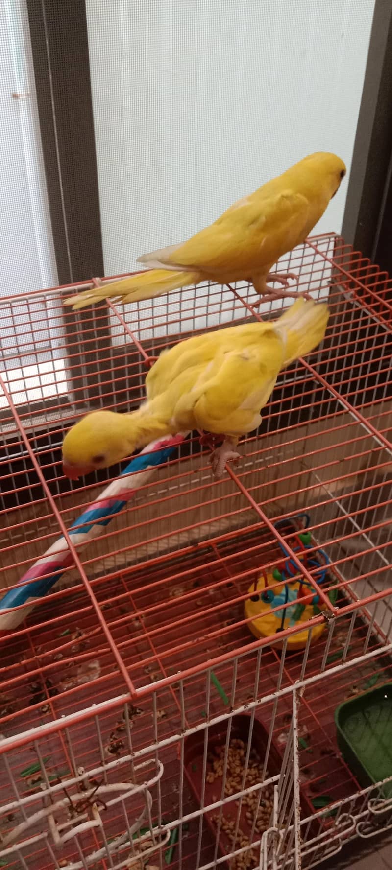 yellow ring neck 5