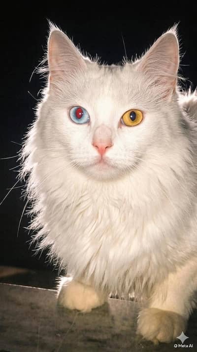 parsian cat