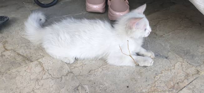 Persian Cat