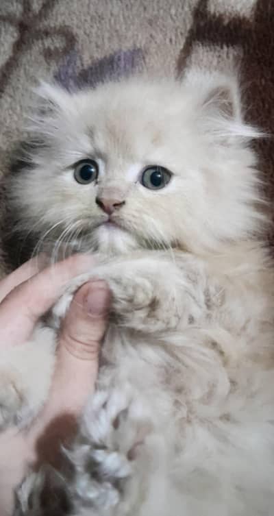 vaccinated Persian cats
