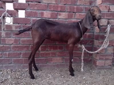 Nagri path for sale