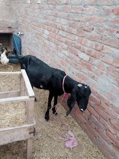 desi bakri for sale