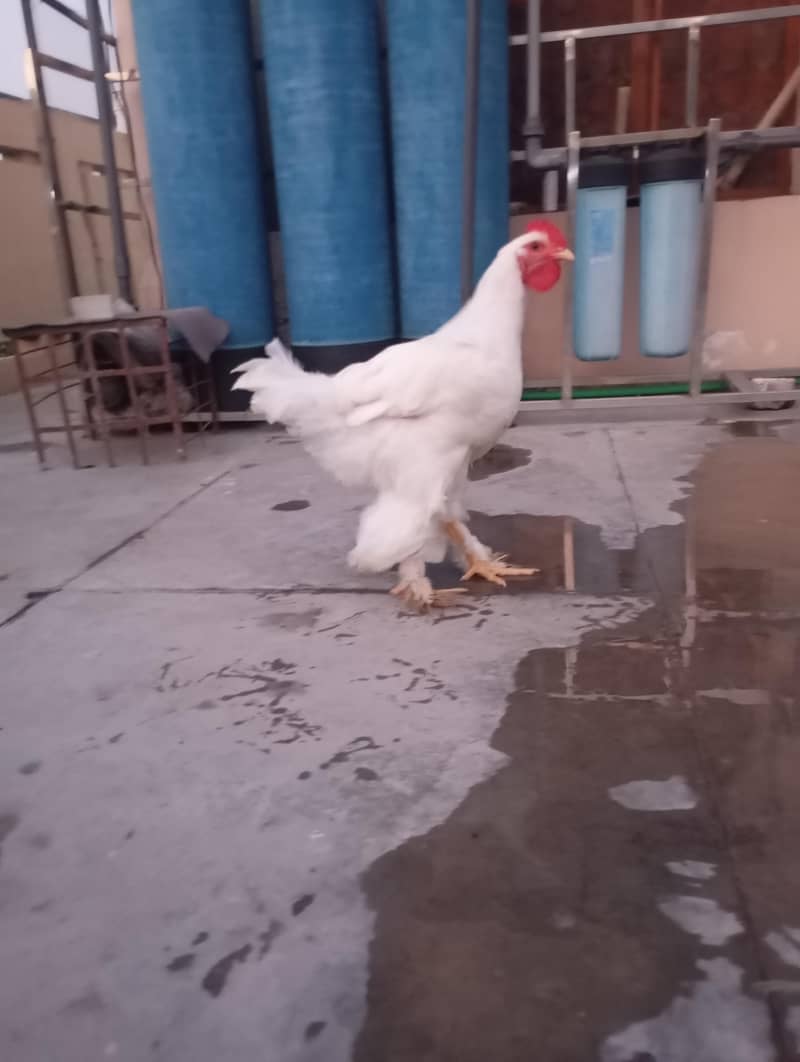 pure golden buff 1