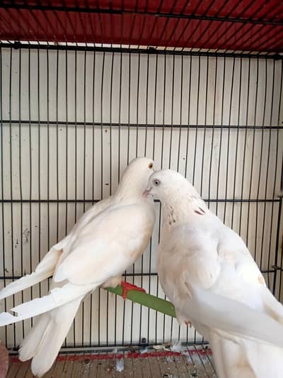 kabootar pair