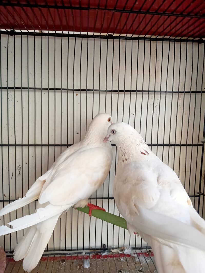 kabootar pair 0