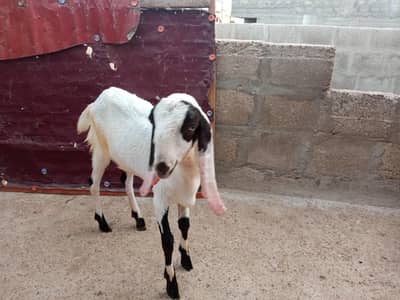 Rajanpori gulabi Ablak white eyes tota nakor face puar Punjab nasal