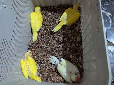 yellow  & creamino ringneck home breed