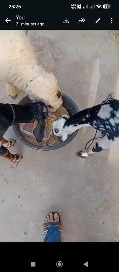 goat for sale