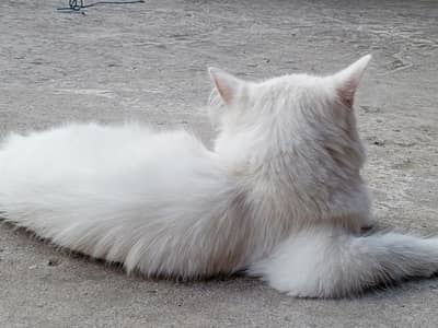 persion cat good and active female