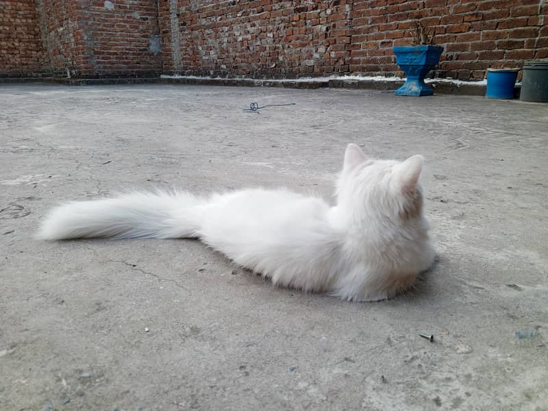 persion cat 2