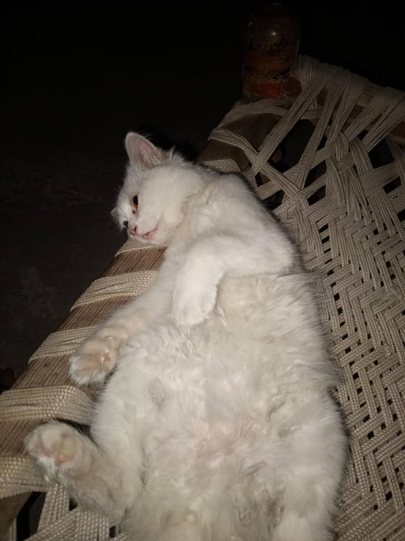 persion cat 3