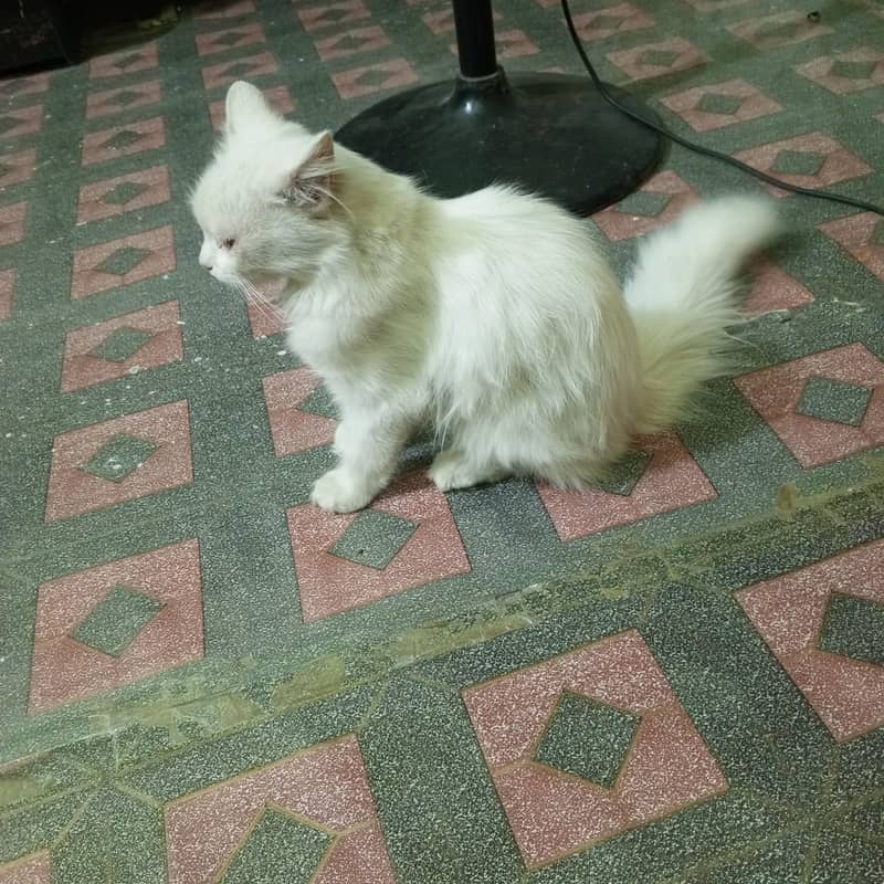 persion cat 4