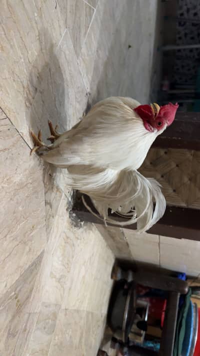 White bantam male available healthy and active