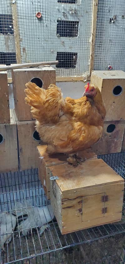 Golden Heavy Buff ( Cochin ) Female