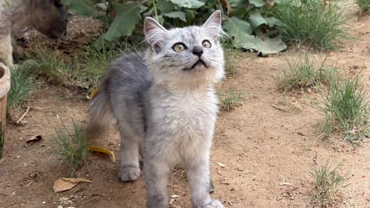 I'mkitten for sale