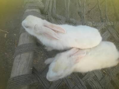 Fancy Red eye Rabbits
