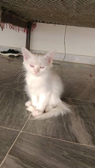 persian cat