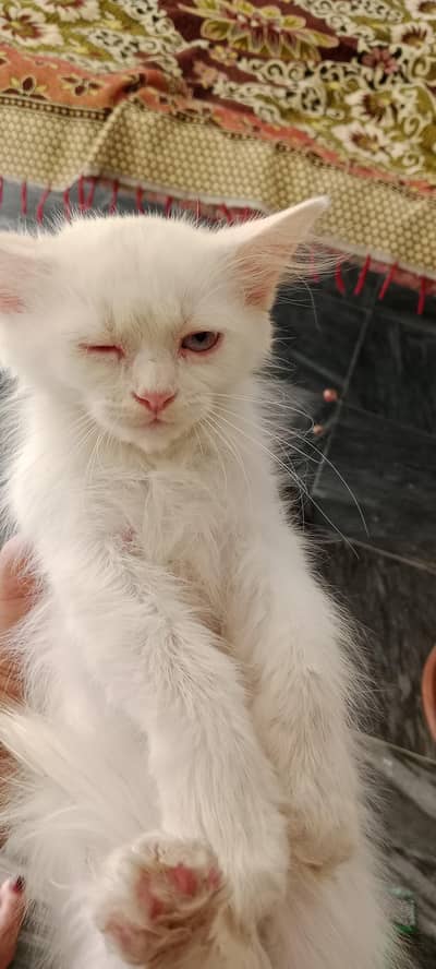 persian cat