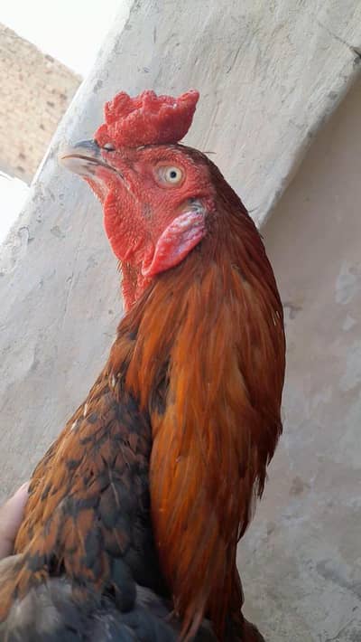 aseel mianwali