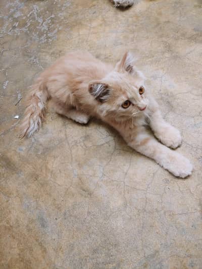  Free Persian Cat – Looking for a Caring Home 