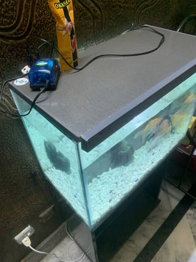 2Ft Fish Aquarium